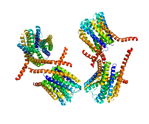 Leukotriene C4 synthase